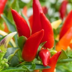 Bio Chili 'Feuerküsschen', Scharf, Topf-Ø 12 Cm, 3er-Set -Stilvoller Gartenbedarfsladen 1620330091 Blu Bio Feuerkuesschen 3er Set 4 109483