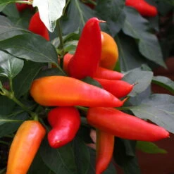 Blu Bio Snack-Chili, Mittelscharf, Topf-Ø 12 Cm, 3er-Set -Stilvoller Gartenbedarfsladen 1620330094 Blu Bio Snack Chilli mittelscharf 3er Set 4 109488