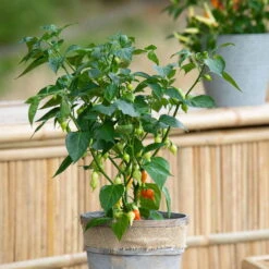 Blu Bio Chilipflanze Tropfen-Chili, Topf-Ø 15 Cm, 3er Set -Stilvoller Gartenbedarfsladen 1620330114 Blu Bio Tropfen Chili T12 3er Set mild bis leichte Schaerfe 1 124230