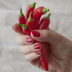 Blu Bio Chilipflanze Zwerg-Chili, Topf-Ø 12 Cm, 3er Set -Stilvoller Gartenbedarfsladen 1620330132 Blu Bio Zwerg Chili mit Fruechte T12 3er Set extra scharf 1 124309