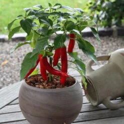 Blu Bio Chilipflanze Zwerg-Chili, Topf-Ø 12 Cm, 3er Set -Stilvoller Gartenbedarfsladen 1620330132 Blu Bio Zwerg Chili mit Fruechte T12 3er Set extra scharf 6 124307