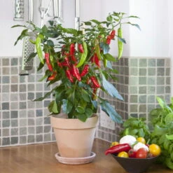 Blu Bio Chilipflanze Zwerg-Chili, Topf-Ø 12 Cm, 3er Set -Stilvoller Gartenbedarfsladen 1620330132 Blu Bio Zwerg Chili mit Fruechte T12 3er Set extra scharf 9 124306