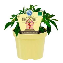 Blu Bio Chili 'Thai Chili F1', Topf-Ø 15 Cm, 3er Set -Stilvoller Gartenbedarfsladen 1620330133 Blu Bio Thai Chili T15 3er Set mit Fruechte 1 124312