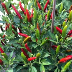 Blu Bio Chili 'Thai Chili F1', Topf-Ø 15 Cm, 3er Set -Stilvoller Gartenbedarfsladen 1620330133 Blu Bio Thai Chili T15 3er Set mit Fruechte 4 124318