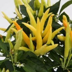 Blu Bio Paprikapflanze 'Paprikaños', Topf-Ø 15 Cm, 3er Set -Stilvoller Gartenbedarfsladen 1620330135 Blu Bio Paprikanos T15 3er Set mit Fruechte 3 124323