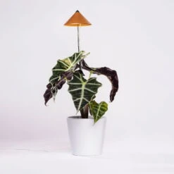 Sunlite Pflanzenlampe Kupfer, 7 Watt 6 Sunlite Pflanzenlampe Kupfer, 7 Watt -Stilvoller Gartenbedarfsladen 2950200231 Sunlite Pflanzenlampe Kupfer 7W 3 94099