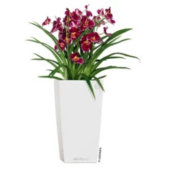 LECHUZA Cubico Premium 40, Weiß Hochglanz, All-in-One-Set, 40 X 40, H:75 Cm -Stilvoller Gartenbedarfsladen 3325100114 CubicoPremium22 weiss All in One Set 22x22x41cm RGB 2 7572