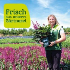 Bio Prachtscharte Weiß, Topf-Ø 11 Cm, 3er-Set -Stilvoller Gartenbedarfsladen frau setz eigenproduktion 38